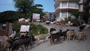 A herd of goats passes through a road in McLeod Ganj. April 21, 2020. Phayul photo-Tenzin Leckphel.